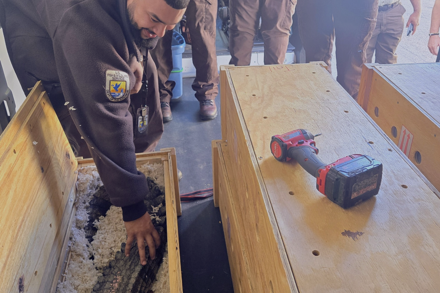 A Fish and Wildlife worker inspects an alligator in a wooden crate
