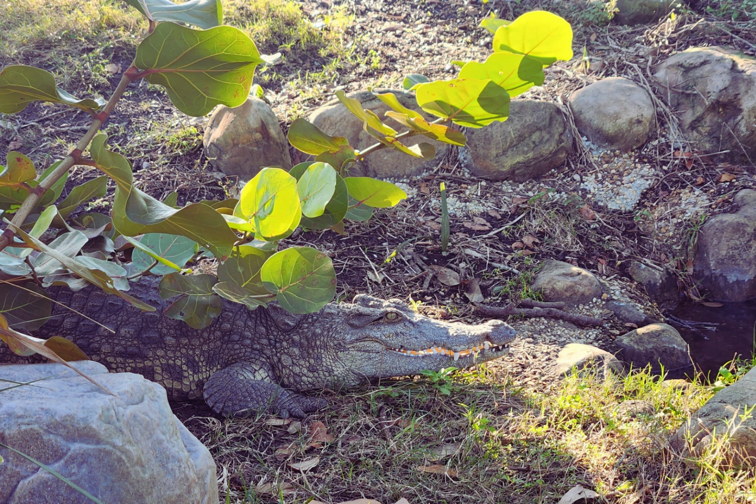 An alligator lies in a naturalistic habitat with rocks, dirt, and sparse vegetation. Large bright green leaves, backlit by sunlight.
